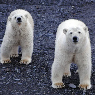 В московском зоопарке умер белый медведь Диксон - Союзное Вече