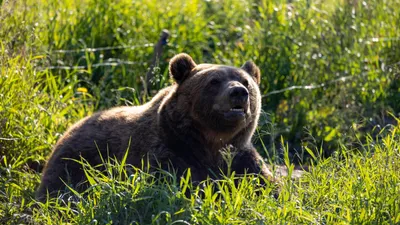 В Беларуси все больше медведей — что делать при встрече с диким зверем —  Вечерний Гродно