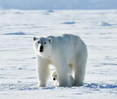 Медведь В Лесу: последние новости на сегодня, самые свежие сведения |  vladivostok1.ru - новости Владивостока