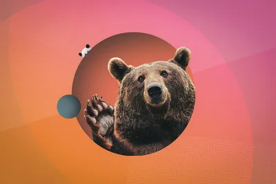 Медведь: последние новости на сегодня, самые свежие сведения | НГС55 -  новости Омска