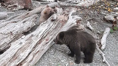 Почему медведи вышли на улицы российских городов