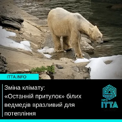 Almaty Today - В Алматинском зоопарке сегодня умер белый медведь Алькор. В  последнее время состояние здоровья хищника очень ухудшилось. \"Последние два  месяца совместно с ветеринарными врачами зоопарков России, Израиля и  специалистами EAZA