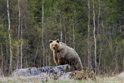 Изменение климата: «Последнее убежище» белых медведей уязвимо для  потепления | ITTA INFO