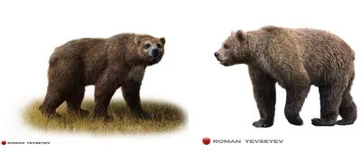 В финских лесах все чаще можно встретиться с медведем | Yle Novosti | Yle