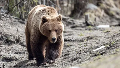 медведь - последние новости сегодня - РИА Новости