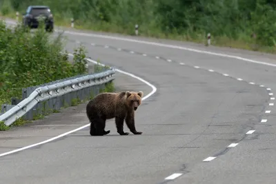Карельский медведь любуется летним снегом) #медведь | Медведи наши соседи # медведь# | ВКонтакте