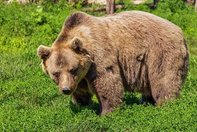 Главное - не бежать»: специалист объяснил возможность встречи с медведем -  МК
