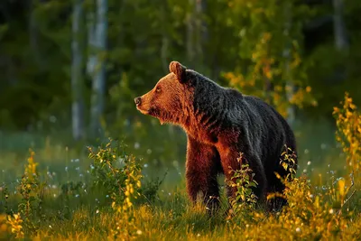 Впервые бурый медведь поселился среди полярных сородичей на острове Врангеля