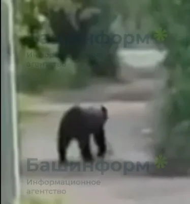 Почему медведи потеряли страх и стали выходить к людям - Российская газета