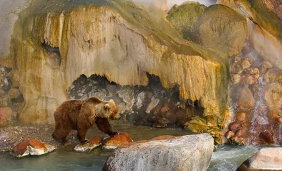 По гендерному признаку: медведи-самцы проснулись и ищут еду — Новости  Хабаровска