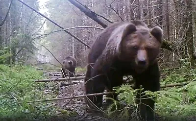 В соцсетях все чаще стали появляться видео белорусских медведей. Встретить  косолапых можно и в лесах Гомельщины | Дняпровец. Речица online