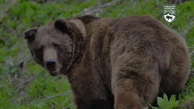 Медведь На Трассе: последние новости на сегодня, самые свежие сведения |  86.ru - новости ХМАО — Югры