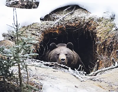 Медведи стали ближе подходить к населенным пунктам. • Славгород. Новости. BY