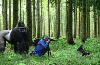 10 популярних небилиць 2012 року (фото) - iPress.ua