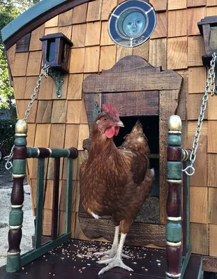 A chicken coop for laying hens with your own hands in 4 days!!! How to  build a chicken coop ! - YouTube