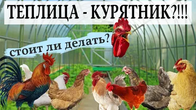 Разведение кур-несушек в домашних условиях для начинающих