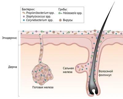 Микробиота кожи | Контент для широкой общественности | Микробиота Институт