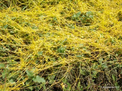 Повилика тимьяновая (Cuscuta epithymum) - PictureThis