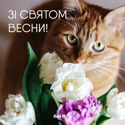 8 Марта: поздравления, картинки, открытки, видео к празднику | OBOZ.UA