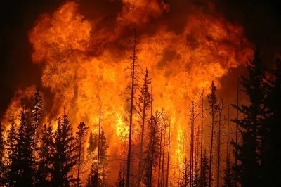 Пожар в лесу фото фото