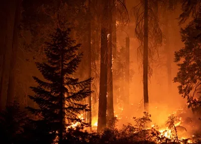 Лесные пожары могут приносить пользу