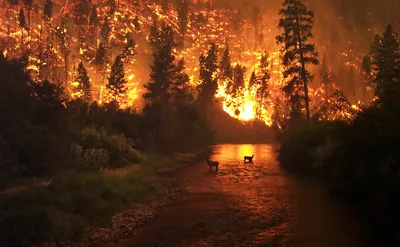Лесной пожар — Википедия