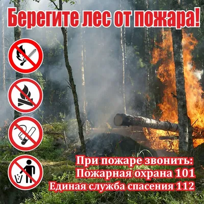 Правила поведения при пожаре в лесу / Новости / Богородский городской округ  Московской области