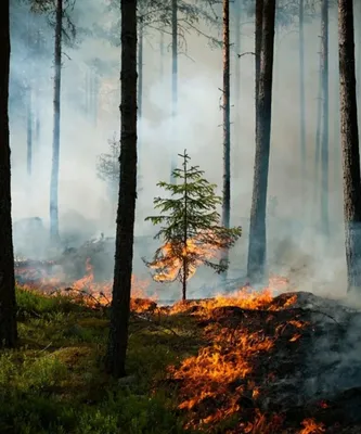 Почему лесные пожары могут принести пользу - Российская газета