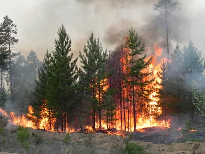 Огонь в лесу: инструкция по тушению и выживанию