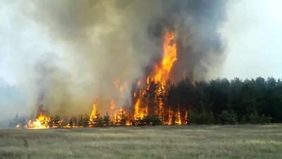 В Казахстане продолжается масштабный лесной пожар. Главное – Газета.uz