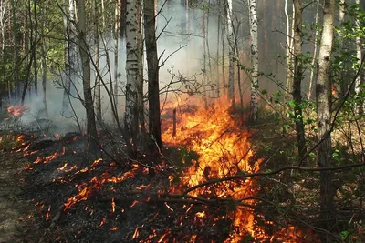 Не допустите пожар в лесу! – СампоТВ 360°