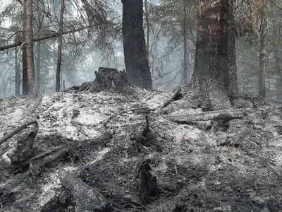 Огонь и густой смог с запахом гари: лесные пожары в Якутии - РИА Новости,  20.07.2021