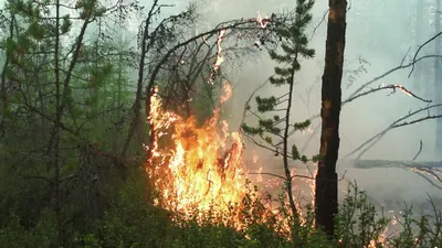 Житель Якутии ответит в суде за пал, вызвавший крупный лесной пожар - РИА  Новости, 04.08.2021