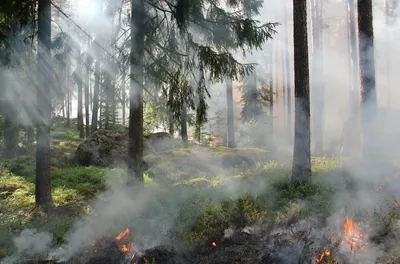Лесной пожар: быстрый и беспощадный | deputy forester | Дзен