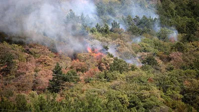 В Португалии вспыхнул лесной пожар в районе популярного курорта |  Европейская правда