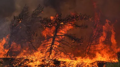 Экологи назвали основные причины лесных пожаров | Природа | Общество |  Аргументы и Факты