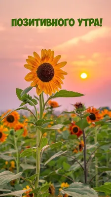 С добрым утром!☀️☕ доброе позитивное…» — создано в Шедевруме