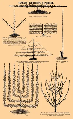 Правильная обрезка. Как сформировать крону плодовых деревьев без насилия  над природой в Благовещенске: купить 149 ₽ ☎ Дом книги | 478787