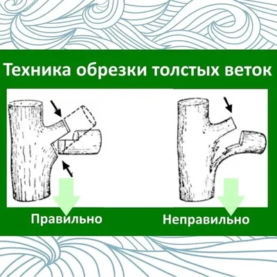 Обрезка плодовых деревьев*