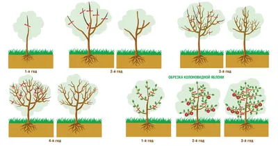 Обрезка плодовых деревьев весной: схемы и картинки для начинающих