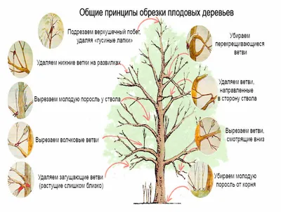 Как правильно обрезать деревья? Формирование садовых плодовых деревьев  #СадовыйЭксперт #обрезка - YouTube