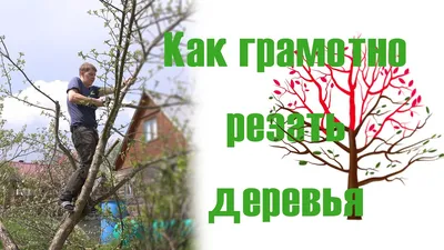 Обрезка плодовых деревьев