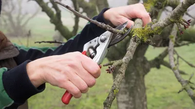 Как обрезать плодовые деревья. 🌳 Советы профессионального садовника. ✓  Блог СпилКурск.ПРО