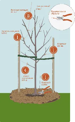 Зимняя обрезка плодовых деревьев – залог хорошего урожая - Вести Ярославль
