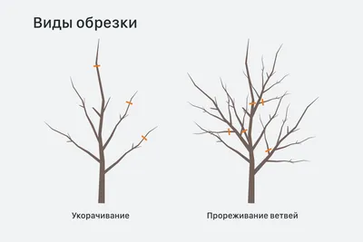 Обрезка деревьев | Pruning trees - Sacramento Tree Foundation