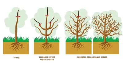 Обрезка деревьев | Pruning trees - Sacramento Tree Foundation