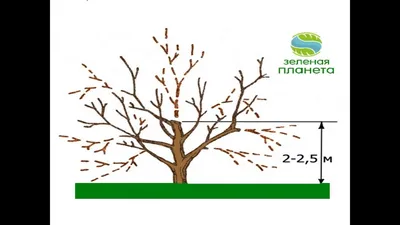 Обрезка плодовых деревьев весной: схемы и картинки для начинающих