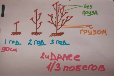 Правильная обрезка плодовых деревьев в картинках, которые сама рисовала. На  опыте, который сама прошла. Для всех, кроме черешни | От Хлама до Усадьбы |  Дзен