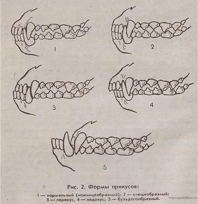 Недокус у собаки - 66 фото