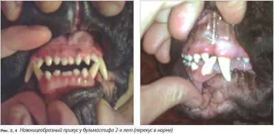 Правильный и неправильный прикус у собак и его исправление